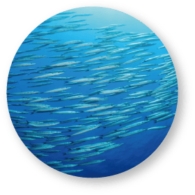 太平洋の魚